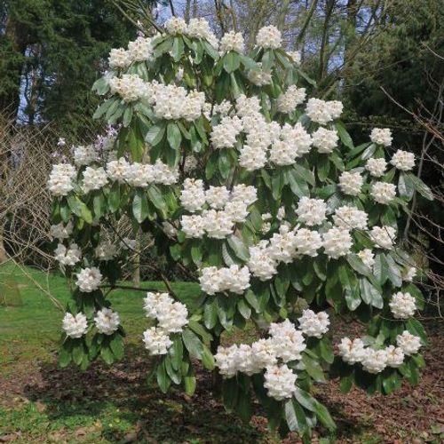 Rhododendron suoilenhense - Shoot
