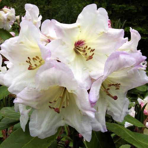 Rhododendron 'Blueshine Girl' - Shoot