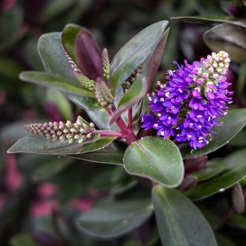 Veronica 'Vinoa' - Shoot