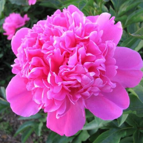 Paeonia lactiflora様リクエストまとめ２点 PAE2830.jpg?v=1698429014&width