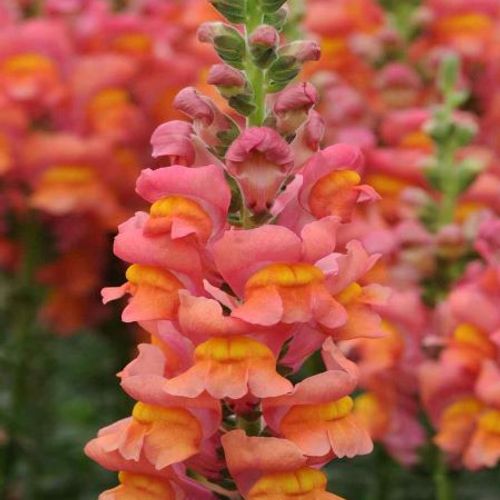 Antirrhinum majus 'Orange Wonder' - Shoot