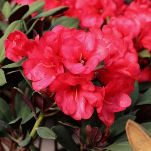Rhododendron 'Burletta' - Shoot