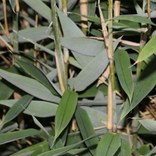 Fargesia murielae 'Blue Lizard' - Shoot