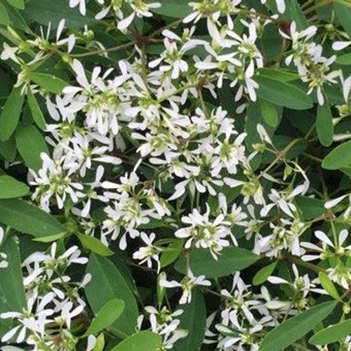 Euphorbia hypericifolia 'Euphoric White' - Shoot
