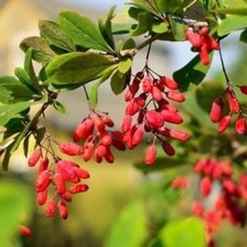 Berberis aristata - Shoot