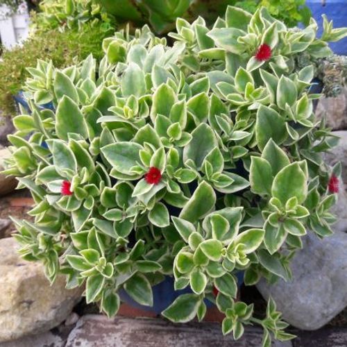 Aptenia cordifolia 'Variegata' - Shoot