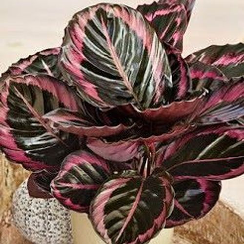 ribbon dracaena Ribbon Dracaena Sanderiana Indoor plant  Plant Shop AE