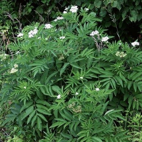 Sambucus ebulus - Shoot