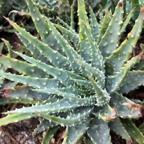 Aloe humilis - Shoot