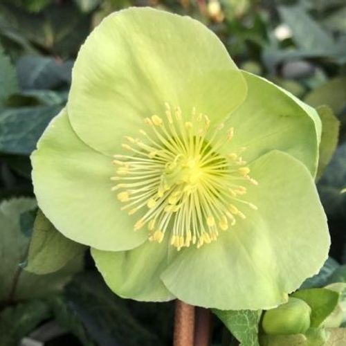 Helleborus (Rodney Davey Marbled Group) 'Illumi Lime' - Shoot