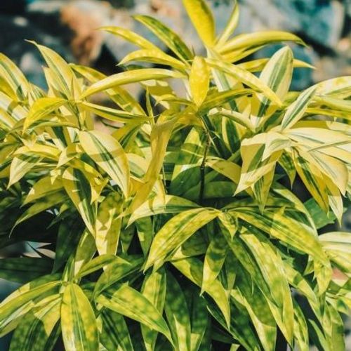 Dracaena surculosa 'Aurea' - Shoot