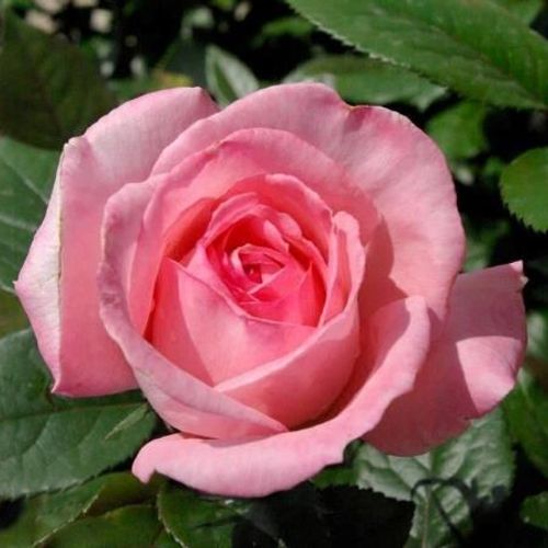 Fragonard rose hotsell