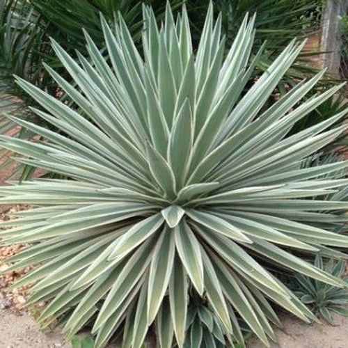 agave zu verschenken Agave Americana | Kübelpflanze | winterhart main image 0