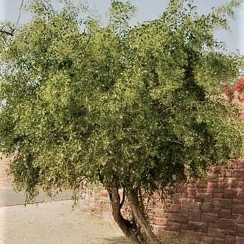 Salvadora persica - Shoot