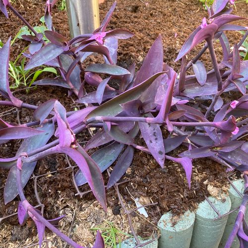 POWERS TO FLOWERS - TRADESCANTIA ANDERSONIANA BLU, 2 PIANTE, vaso 14cm diametro, pianta vera