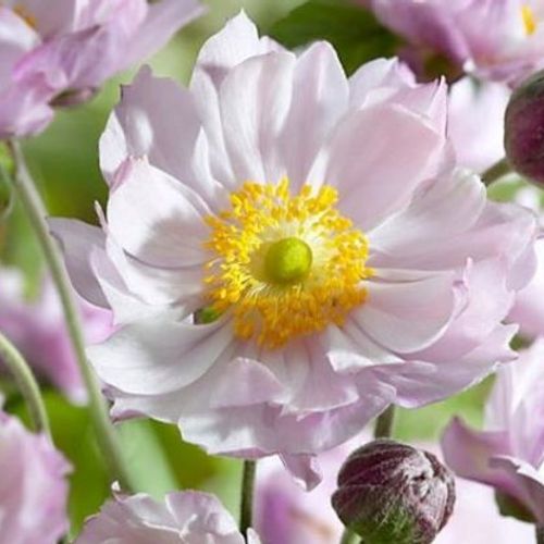 Anemone - Frilly Nickers Windflower