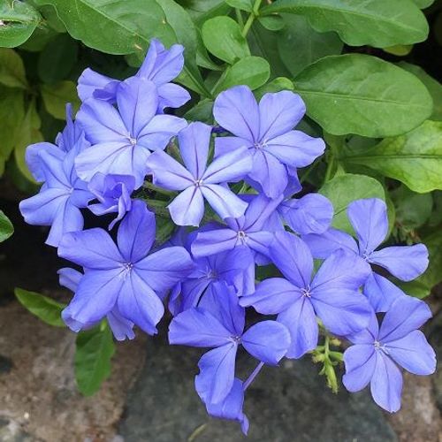 Plumbago imperial store blue