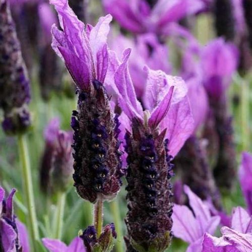 Lavandula stoechas 'Javelin Forte Deep Purple' (Javelin Forte