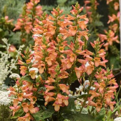 Previous Next 1 of 2