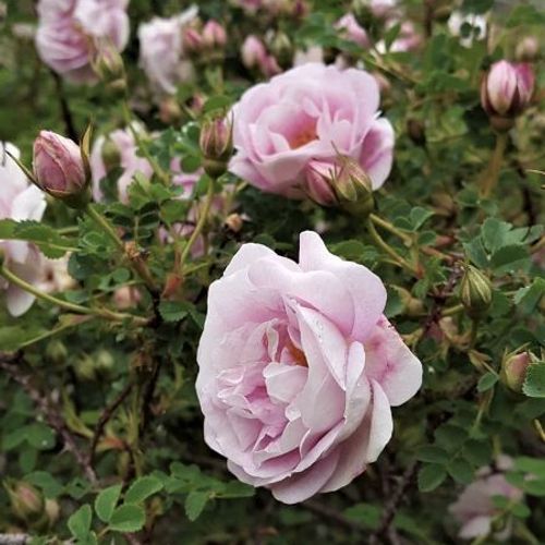 Scotch Briar Rose - Rosa Rosa pimpinellifolia