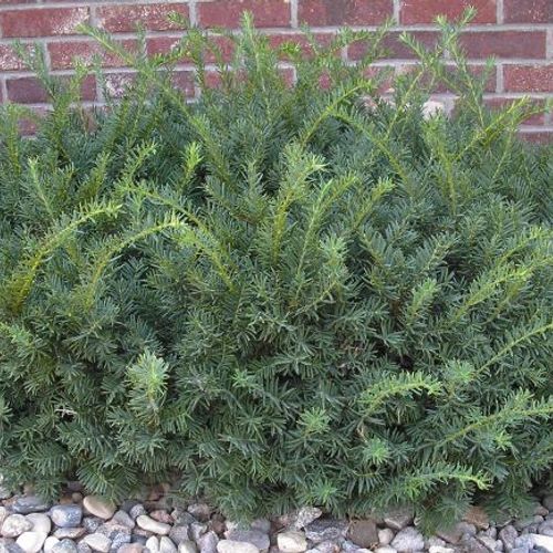 taxus x media viridis Taxus x media 'Beanpole'