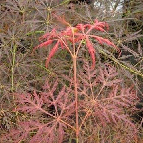 duo plant Birds of a Feather Duo | Flamingo Flower & Giant Bird of Paradise