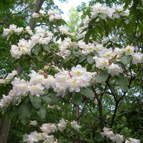 Rhododendron auriculatum - Shoot