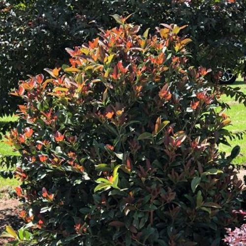 Previous Next 1 of 2