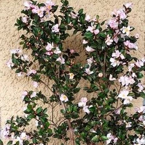 Camellia 'Fairy Blush' - Shoot