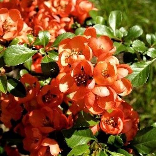 Chaenomeles x superba 'Orange Trail' - Shoot