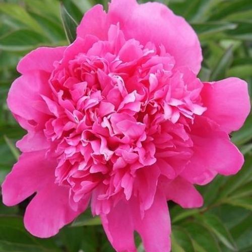 Paeonia lactiflora 'Madame Emile Debatene' - Shoot