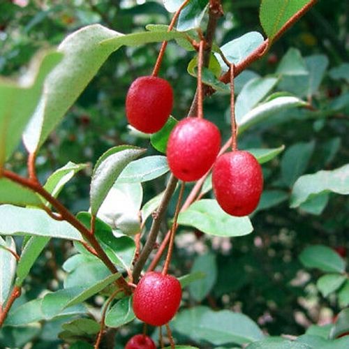 Elaeagnus multiflora - Shoot