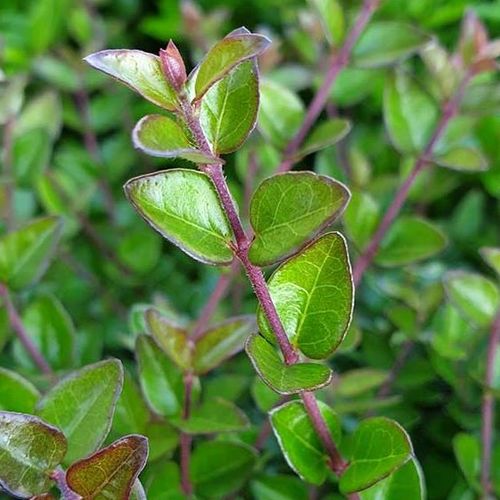 Lonicera ligustrina var. yunnanensis 'Copper Glow' (Garden Clouds Series) -  Shoot