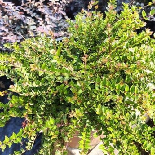 Lonicera ligustrina var. yunnanensis 'Copper Glow' (Garden Clouds Series) -  Shoot