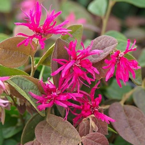 Loropetalum chinense var. rubrum 'Daybreak's Flame' - Shoot