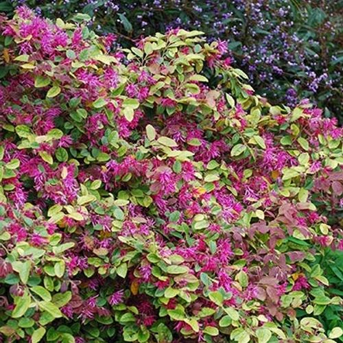 クロスタ LRP 花芽すみれ Luminous Daybreak ブースターパック第1弾『Luminous Daybreak』公開カードまとめ | Xross