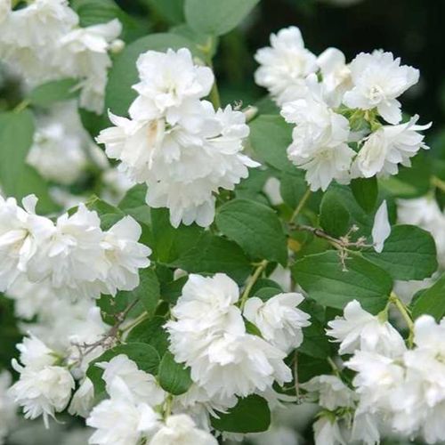 4 plants 4 Best Herbs Plants Collection