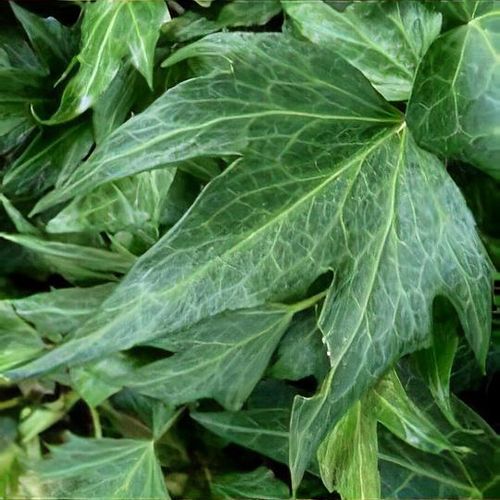 Hedera helix 'Green Ripple' - Shoot