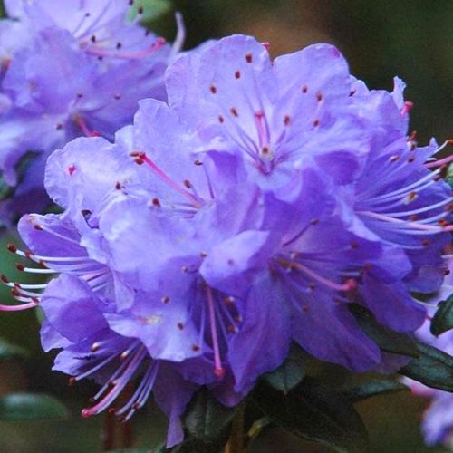 Rhododendron 'Bob's Blue' - Shoot