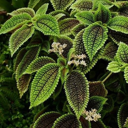 Pilea involucrata 'Moon Valley' - Shoot