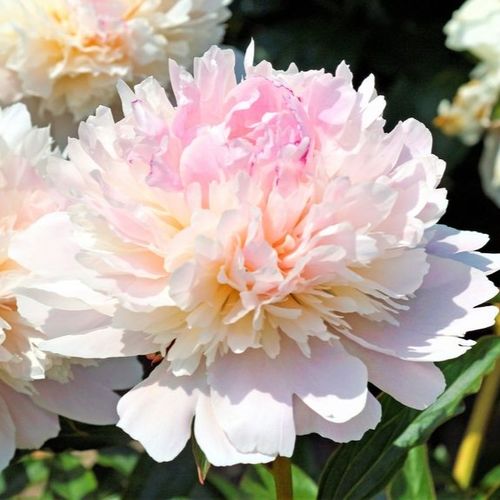 Paeonia lactiflora 'Alertie' - Shoot