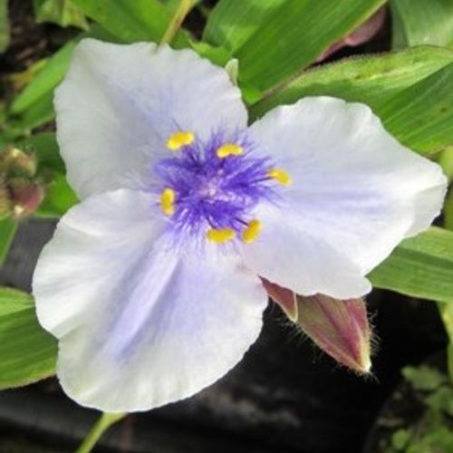 Tradescantia (Andersoniana Group) 'Iris Prichard' - Shoot
