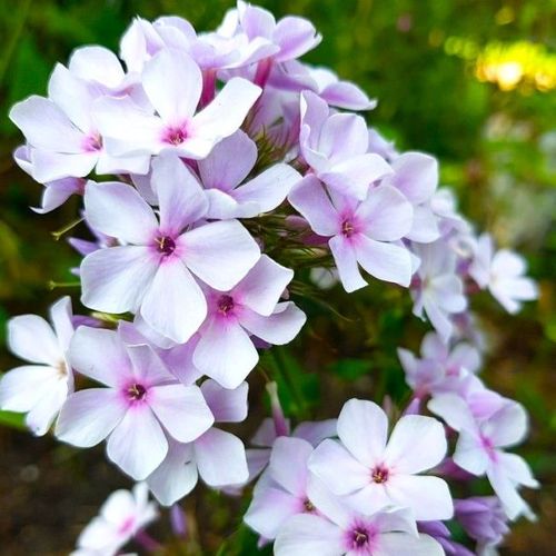 Phlox paniculata 'Lavender Light' - Shoot