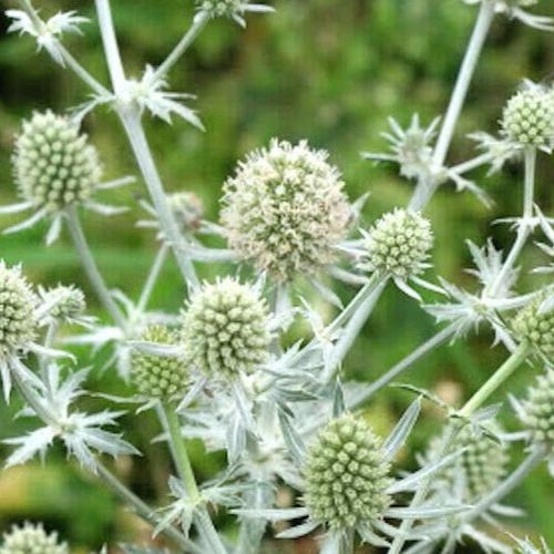 Previous Next 1 of 2