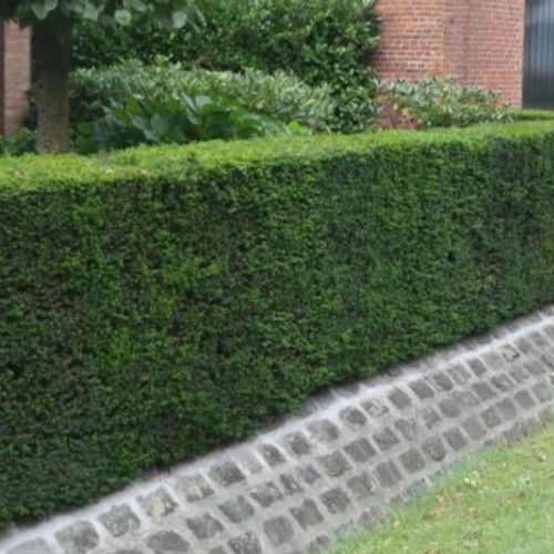 thuja kaufen Thuja 