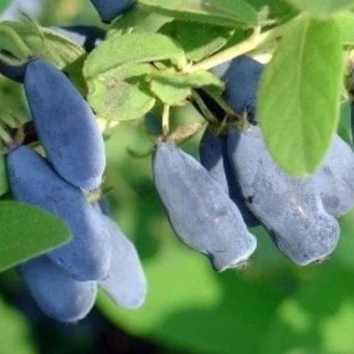 Lonicera caerulea 'Duet' - Shoot