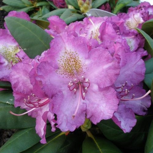 Rhododendron 'Bohlken's Lupinenberg Laguna' - Shoot