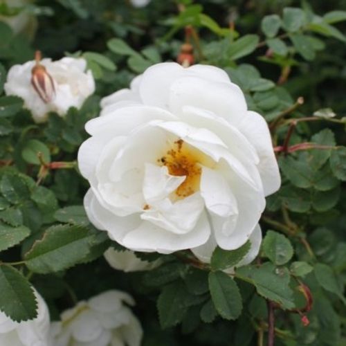 Burnet Rose Scotch Briar Scotch Rose (Rosa pimpinellifolia Rosa