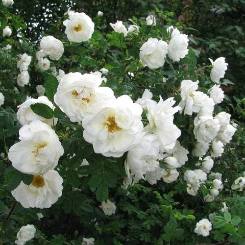 Delicate Rosa spinosissima, Scotch rose, barrow rose, fox rose