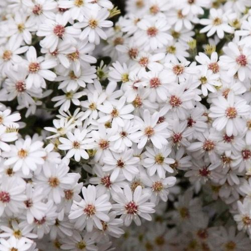 plant_32958_shoot_202212051954